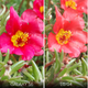 Illustration for article titled iPhone 6s Camera Review: Apple Is No Longer the King of Mobile Photos